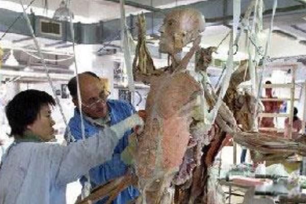什么是生物塑化 生物塑化标本是真的(技术用真人)
