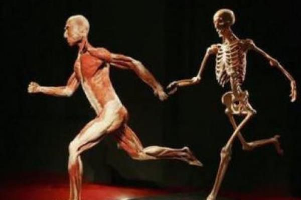 什么是生物塑化 生物塑化标本是真的(技术用真人)