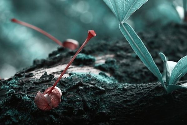 最奇特的树排行榜前十名 炸弹树会引爆果实威力强大
