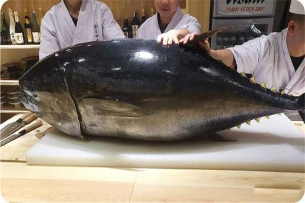 北方蓝鳍金枪鱼有多大 北方蓝鳍金枪鱼肉什么味道
