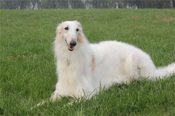 世界猎犬排名前十名 波索尔猎狼犬是哪国的国犬
