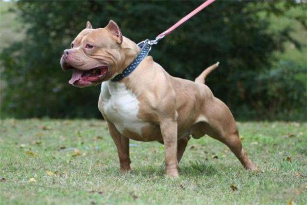 世界猎犬排名前十名 波索尔猎狼犬是哪国的国犬