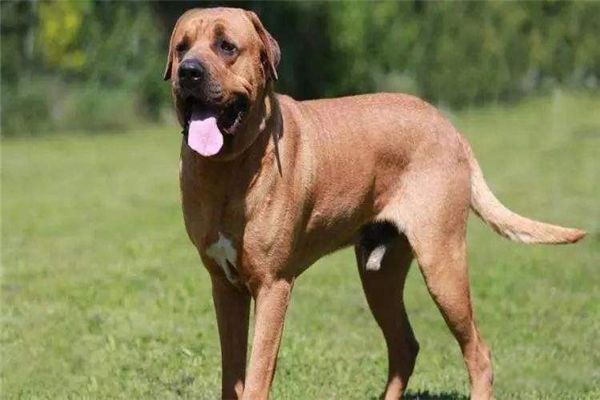 世界猎犬排名前十名 波索尔猎狼犬是哪国的国犬