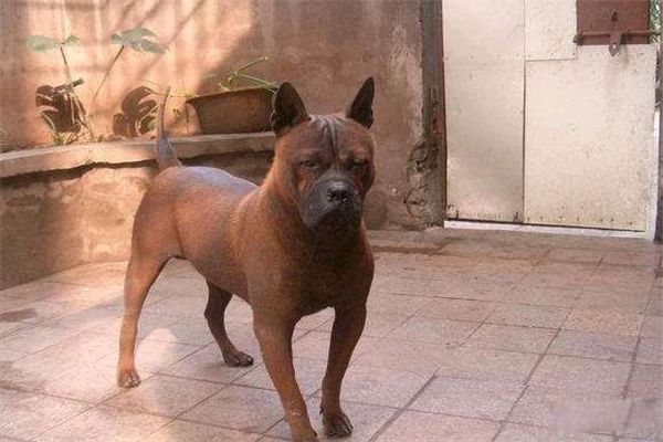 世界猎犬排名前十名 波索尔猎狼犬是哪国的国犬