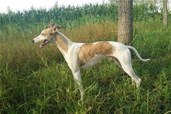世界猎犬排名前十名 波索尔猎狼犬是哪国的国犬