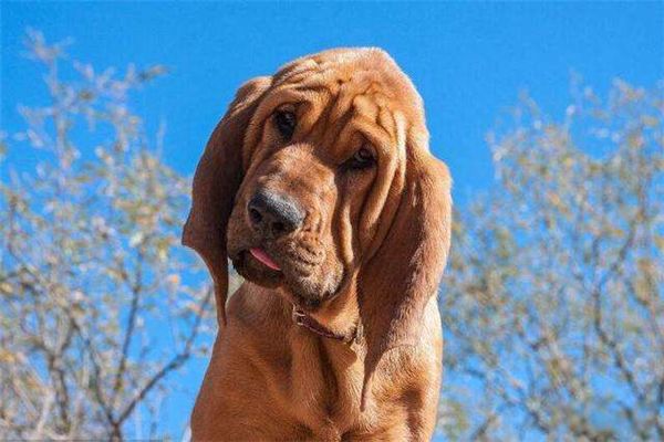世界猎犬排名前十名 波索尔猎狼犬是哪国的国犬