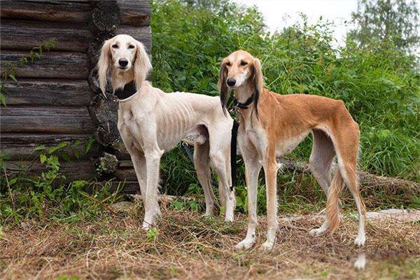 世界猎犬排名前十名 波索尔猎狼犬是哪国的国犬