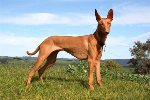 世界猎犬排名前十名 波索尔猎狼犬是哪国的国犬