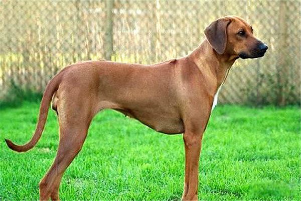 世界猎犬排名前十名 波索尔猎狼犬是哪国的国犬