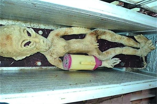 被电死的外星人其实是真的? 电死外星人的真相始末