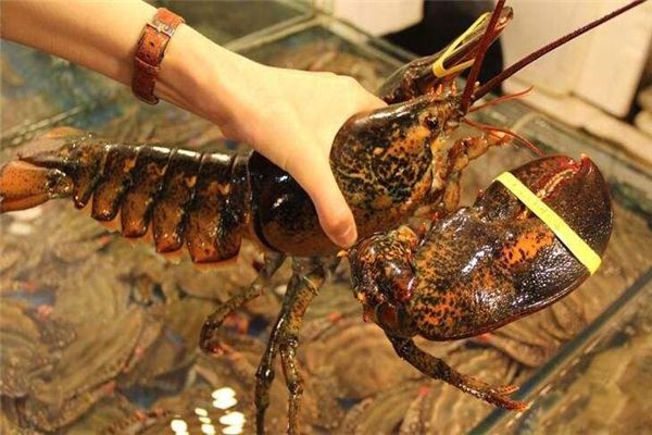 最大的龙虾是什么品种多大 世上最大的龙虾有几公斤重