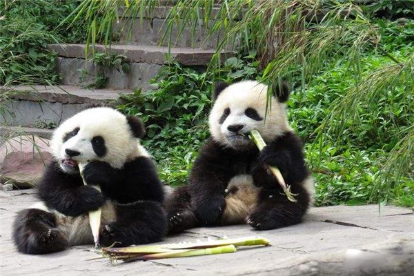 大熊猫属于什么科动物 中国的国宝大熊猫的寿命有多长