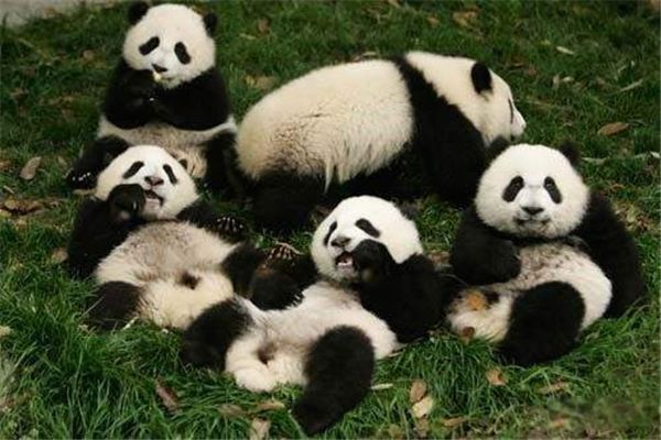 大熊猫属于什么科动物 中国的国宝大熊猫的寿命有多长