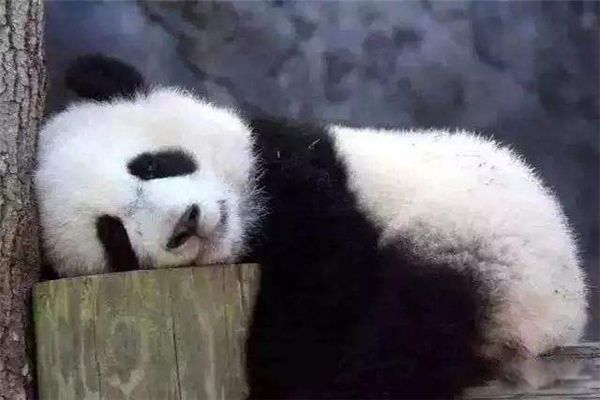 大熊猫属于什么科动物 中国的国宝大熊猫的寿命有多长