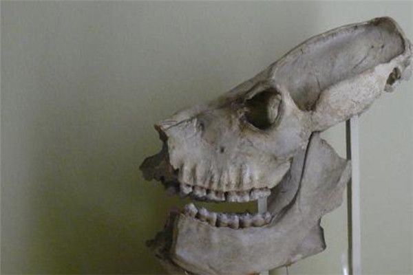 巨狐猴长什么样子图片 巨狐猴灭绝了吗