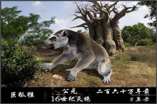 巨狐猴长什么样子图片 巨狐猴灭绝了吗