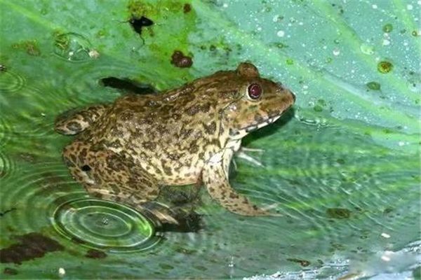 ������ʲôʱ����Ϊ���Ҷ��� ��������ʲô����