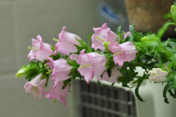 风铃花的花语是什么 有很多花色送朋友表达感谢