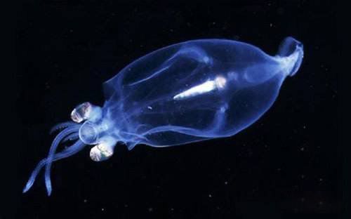 乌贼是几维动物图片 乌贼是四维空间生物吗