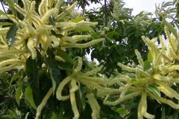 栗子花味是什么味道 栗子花味道像什么很污吗