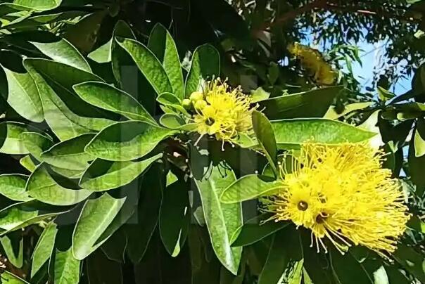 栗子花味是什么味道 栗子花味道像什么很污吗