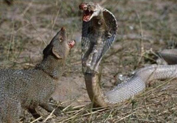 蛇獴为什么免疫蛇毒 它被毒蛇咬了会死吗