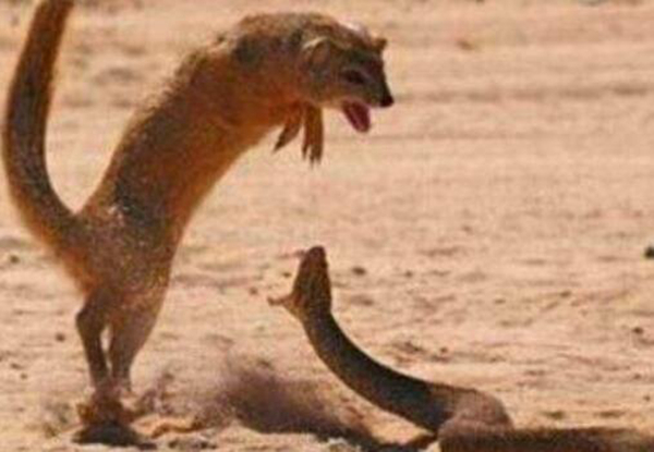 蛇獴为什么免疫蛇毒 它被毒蛇咬了会死吗