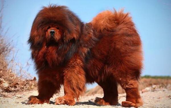 獒的品种有哪些 细分的话有多种獒犬