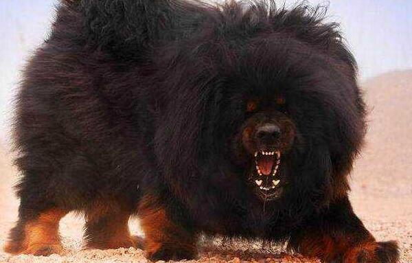 獒的品种有哪些 细分的话有多种獒犬