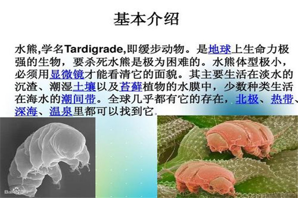 最恐怖的水熊虫图片简介 寿命一般能活多少年