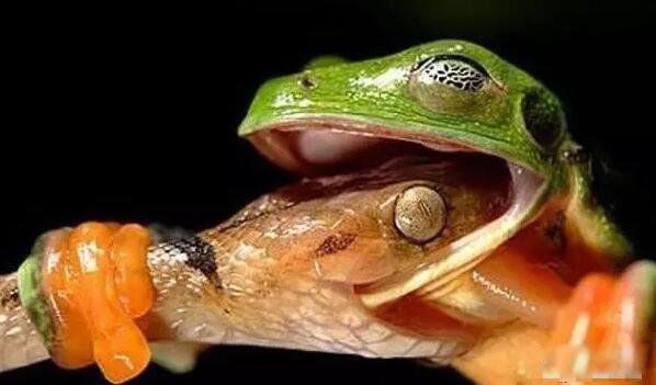 ʳ������ʲô���� ʳ���ܳ��ߵ�������ʲô