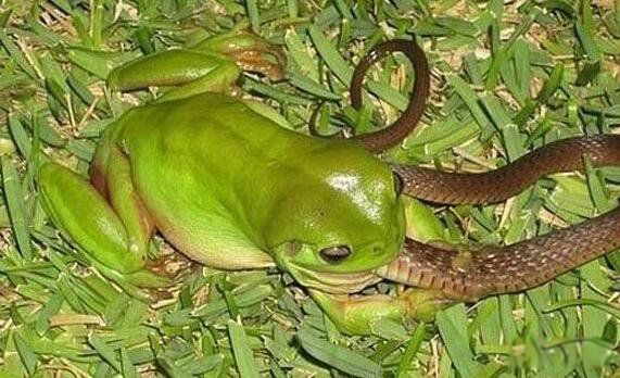 ʳ������ʲô���� ʳ���ܳ��ߵ�������ʲô