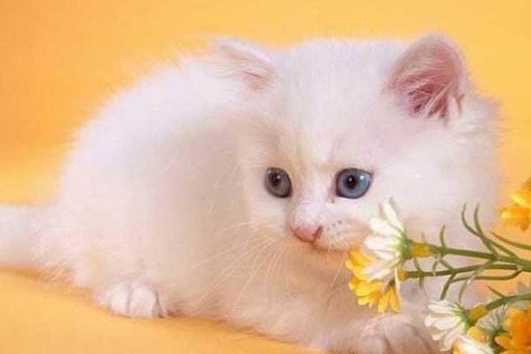 �������Сè��ô�� ����è������������