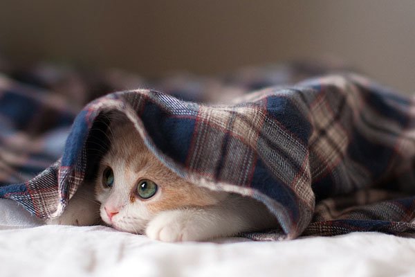 捡回来的小猫怎么养 流浪猫收容所在那里