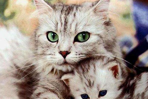 捡回来的小猫怎么养 流浪猫收容所在那里