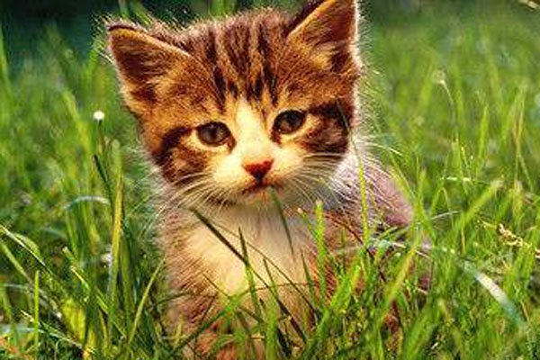 捡回来的小猫怎么养 流浪猫收容所在那里