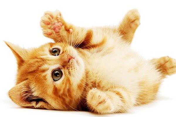 捡回来的小猫怎么养 流浪猫收容所在那里