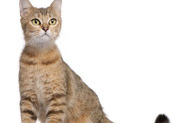 捡回来的小猫怎么养 流浪猫收容所在那里