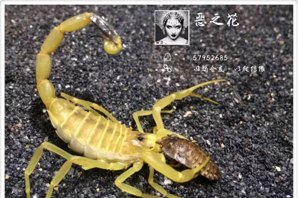 恶之花姚晨事件啥意思 言论公众被攻击也是正常