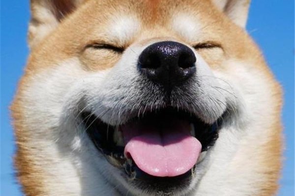 什么是微笑狗事件 传说微笑狗原图图片非常的恐怖