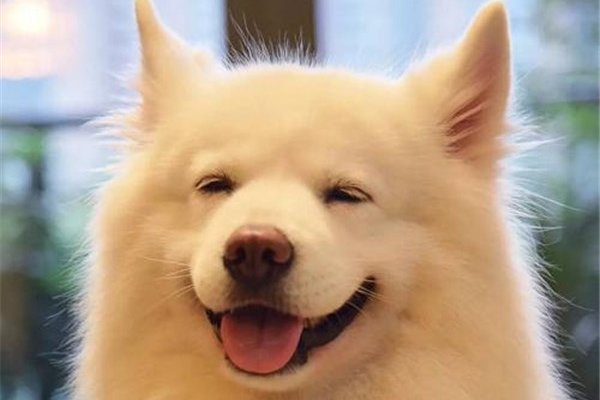 什么是微笑狗事件 传说微笑狗原图图片非常的恐怖