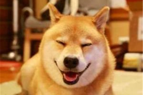 什么是微笑狗事件 传说微笑狗原图图片非常的恐怖