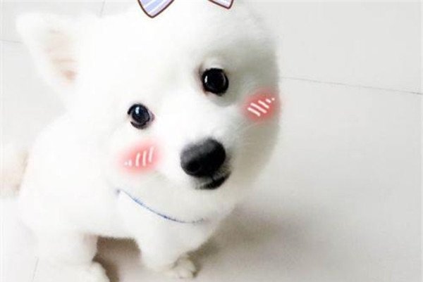 什么是微笑狗事件 传说微笑狗原图图片非常的恐怖