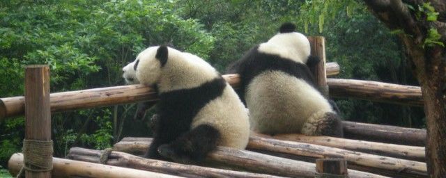 大熊猫的资料介绍简单 国宝大熊猫的资料(活化石存在800万年)