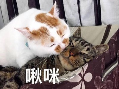 ϲ��è�����˺�Σ�� ��Ҫ����è�����˽���