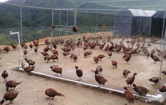养殖业什么最赚钱农村 最好养见效快的养殖业排行榜前十