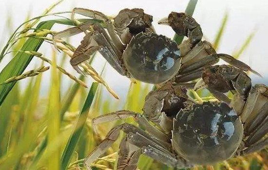 养殖业什么最赚钱农村 最好养见效快的养殖业排行榜前十