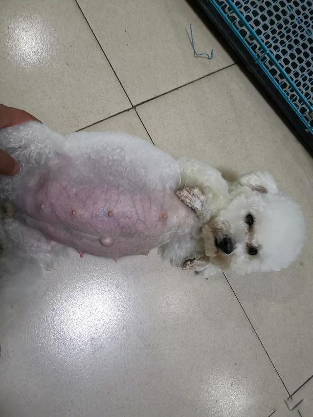 狗狗安乐死多少钱一针 狗狗安乐死的真实案例全过程