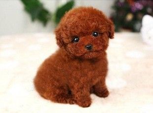 泰迪狗多少钱一只 三个月大的泰迪狗狗幼崽卖800元