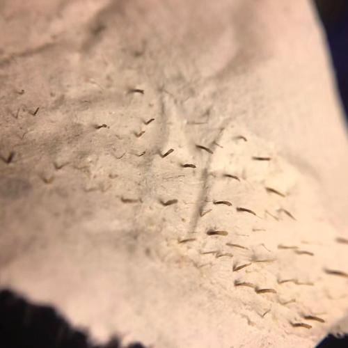 玉米男孩和芝麻女孩的照片故事 都源自十宗罪的恐怖事件